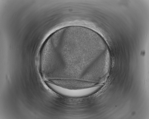 X0000098181515200805151128