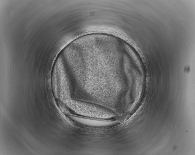 X0000098181521200805151128