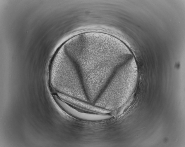 X0000098181523200805151128