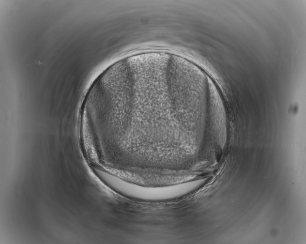 X0000098181527200805151128