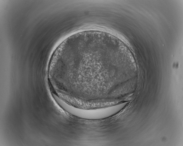 X0000098181536200805151128