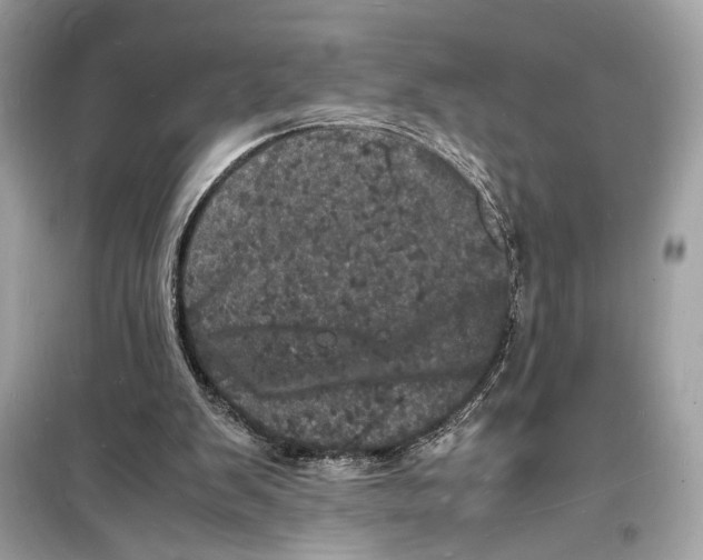 X0000098180103200805221546