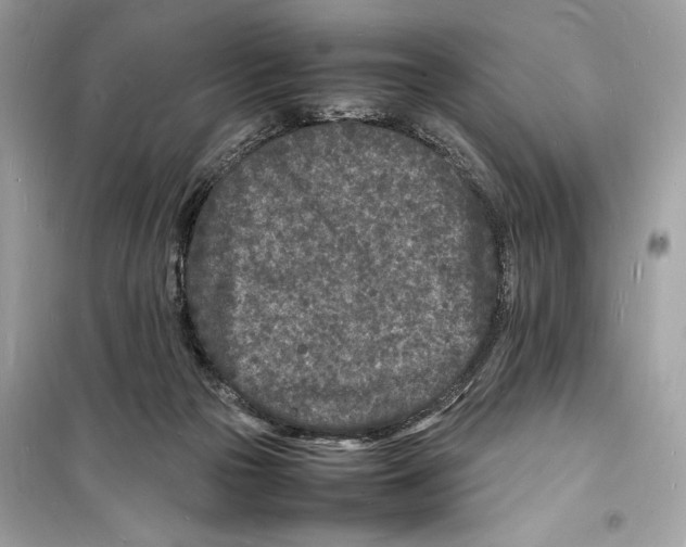 X0000098180169200805221545