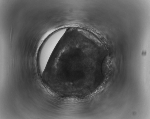 X0000098180200200805221545