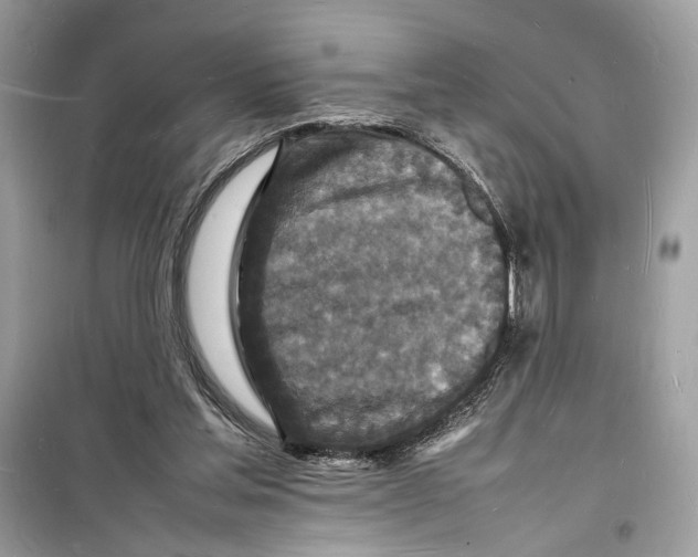 X0000098180205200805221545