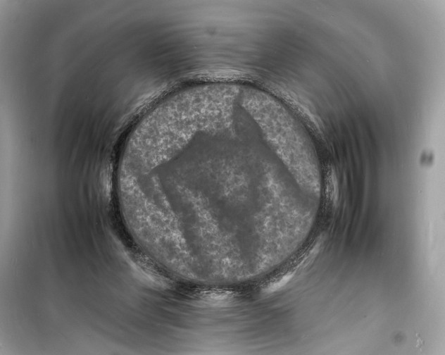 X0000098180206200805221545