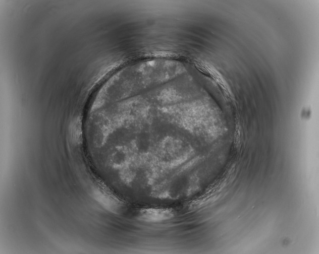 X0000098180251200805221544