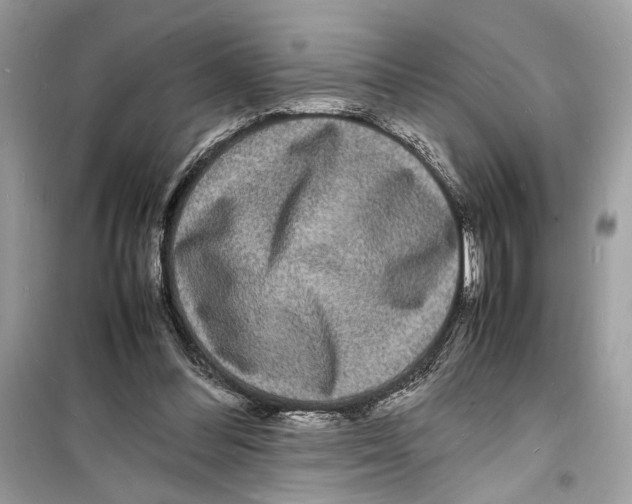 X0000098180300200805221544