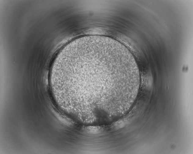 X0000098180302200805221543