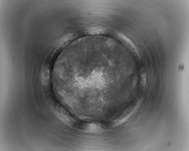 X0000098180308200805221543