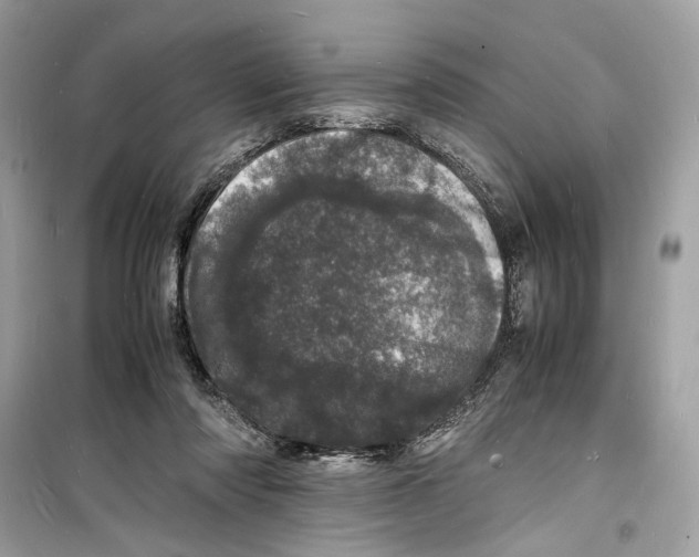 X0000098180310200805221543