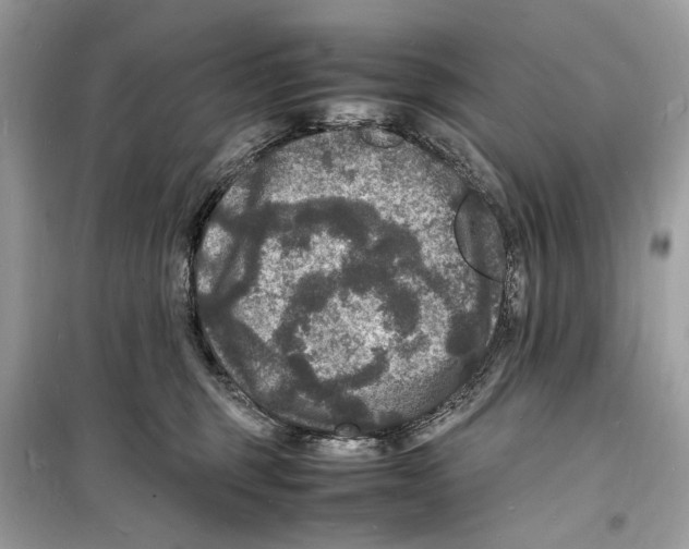 X0000098180375200805221543