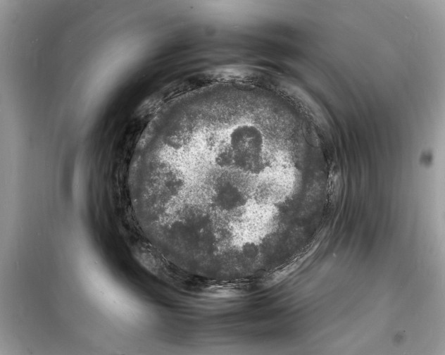 X0000098180381200805221543