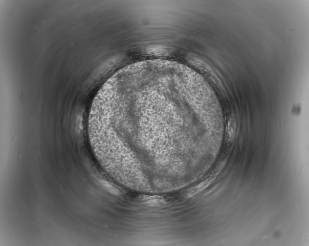 X0000098180424200805221542