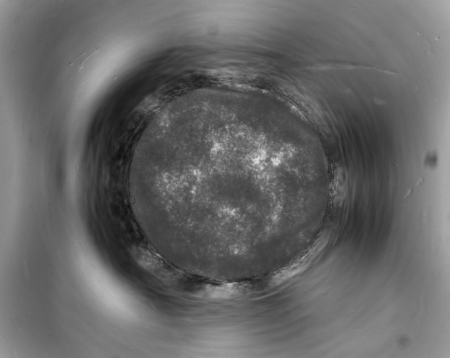 X0000098180430200805221541