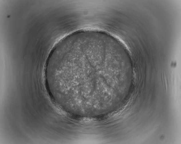 X0000098180487200805221541