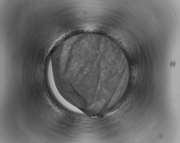 X0000098180496200805221541