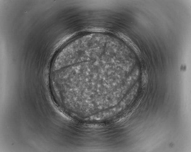 X0000098180533200805221539