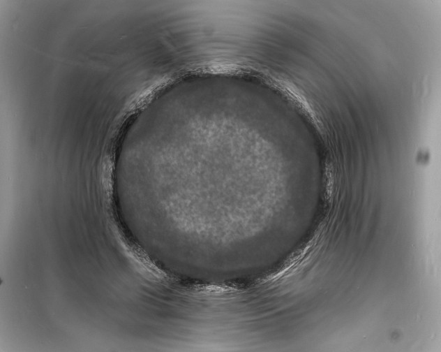 X0000098180542200805221539