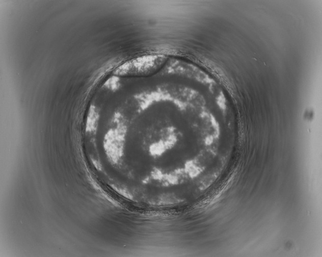 X0000098180625200805221538