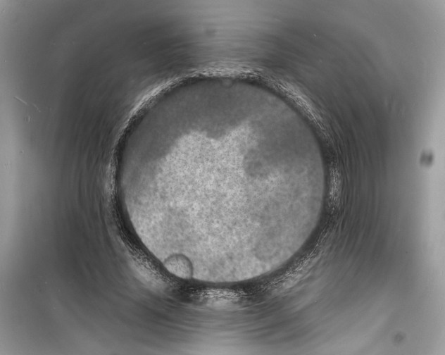 X0000098180636200805221538