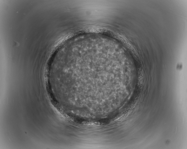 X0000098180683200805221538