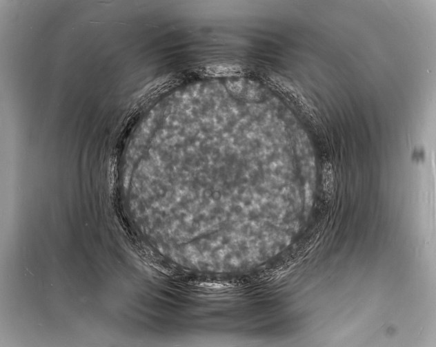 X0000098180741200805221537