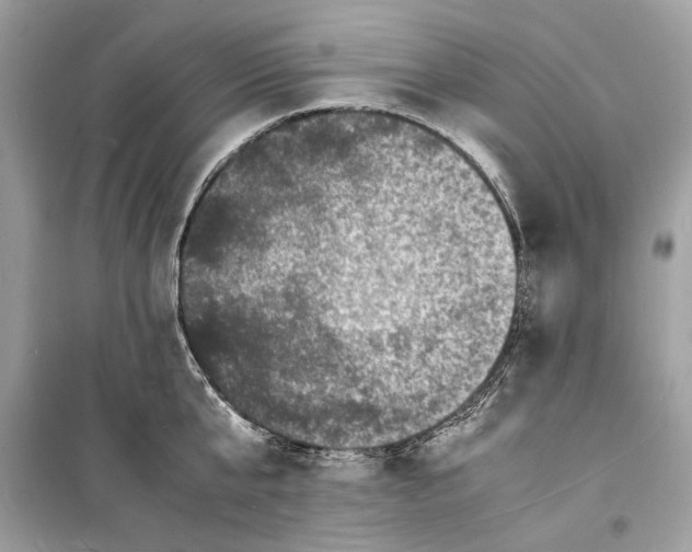 X0000098180807200805221536