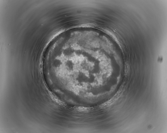 X0000098180827200805221535