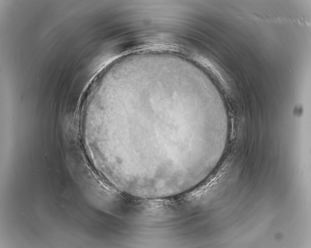 X0000098180828200805221535