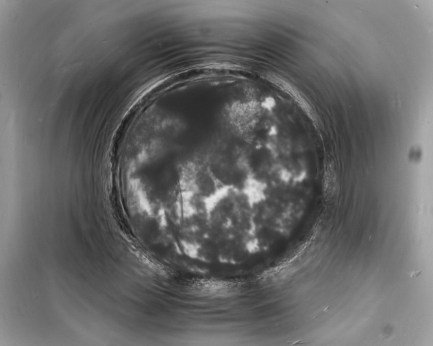 X0000098180829200805221535