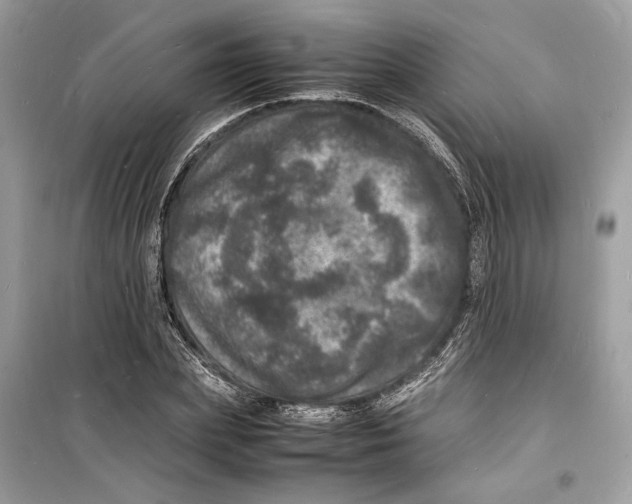 X0000098180831200805221535