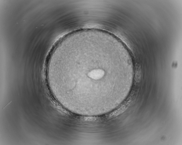 X0000098180832200805221535