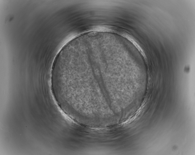 X0000098180853200805221536