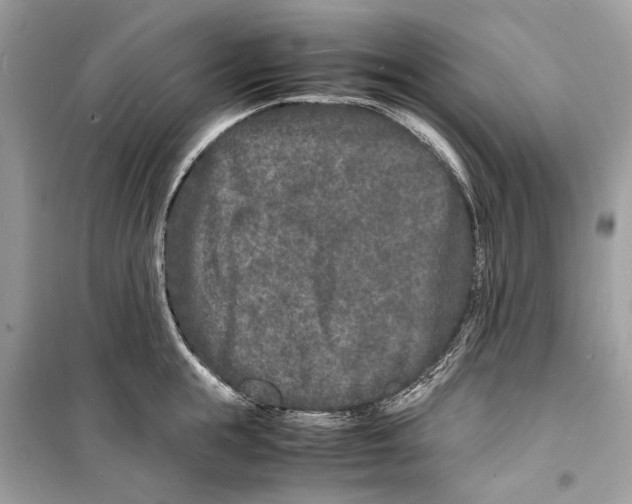 X0000098180855200805221536