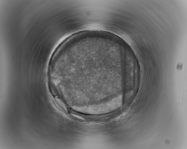 X0000098180864200805221536