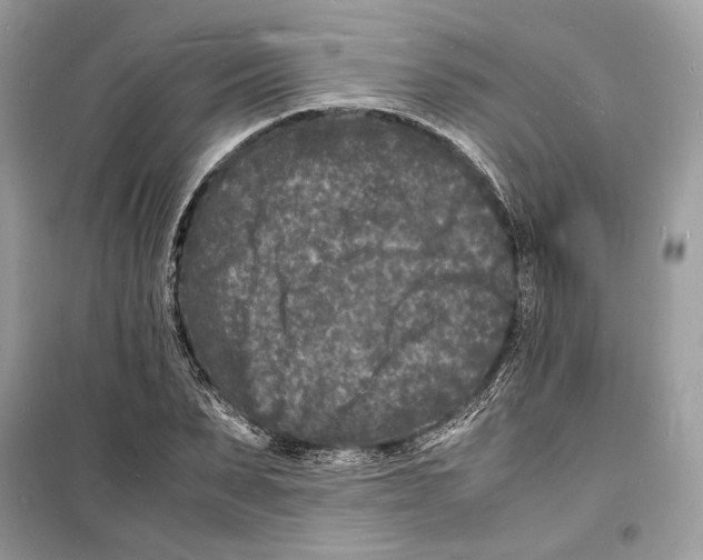 X0000098180879200805221535