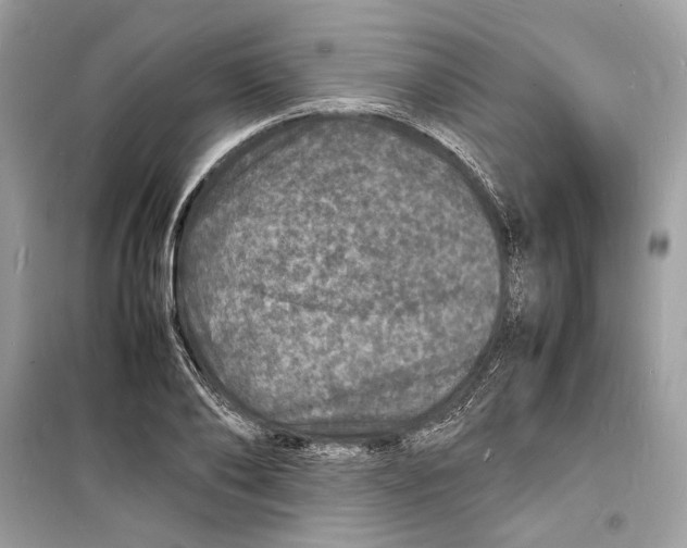 X0000098180886200805221535