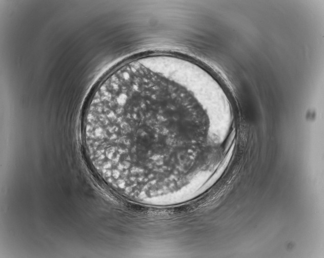 X0000098180887200805221535