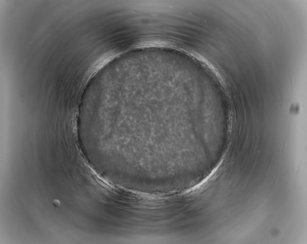 X0000098180921200805221534