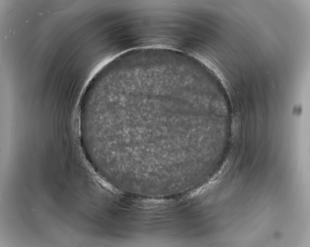 X0000098180925200805221534