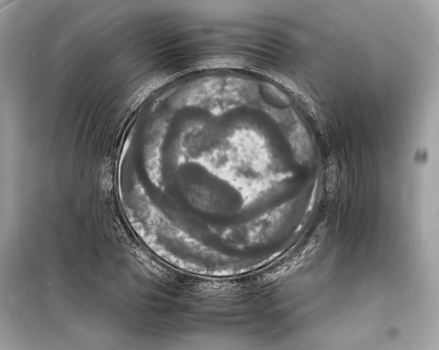 X0000098180929200805221534