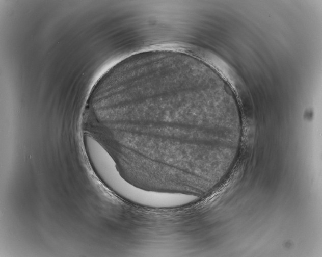 X0000098180952200805221534