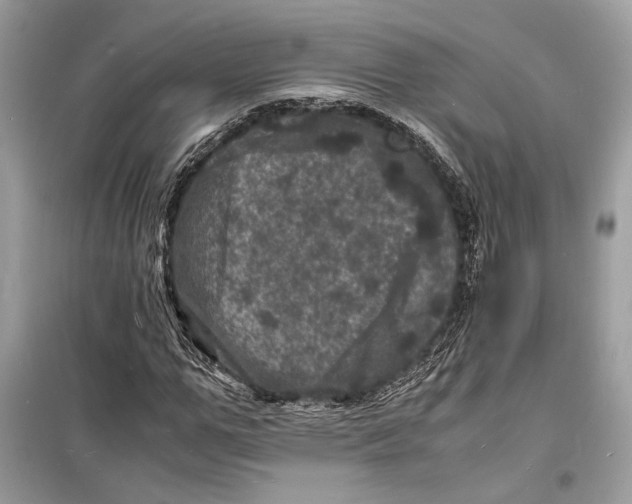 X0000098180967200805221534