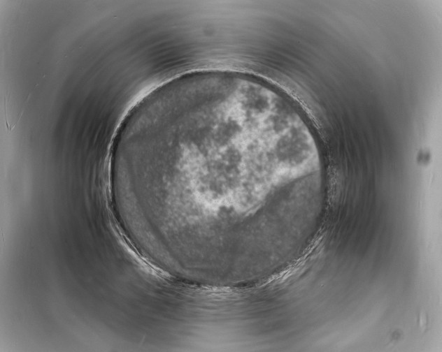 X0000098180982200805221534