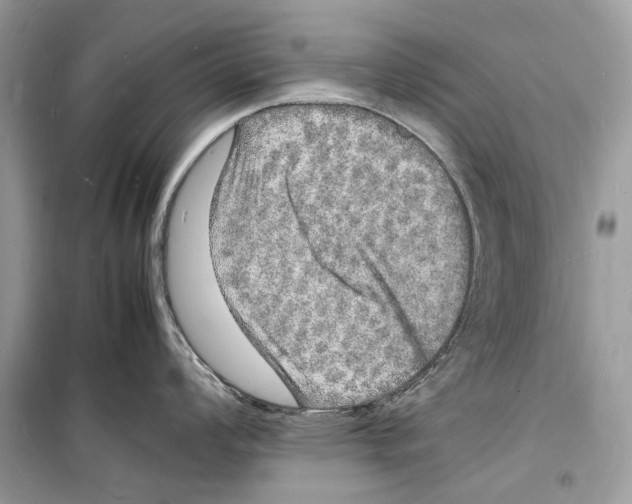 X0000098181008200805221533