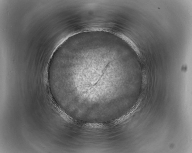 X0000098181023200805221533