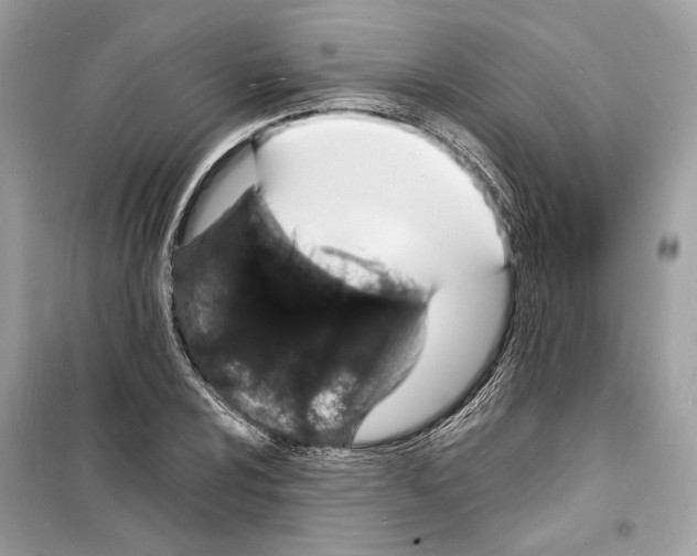 X0000098181024200805221533