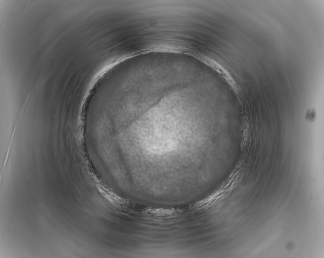 X0000098181027200805221533