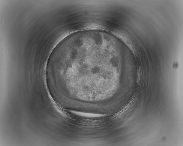 X0000098181039200805221533